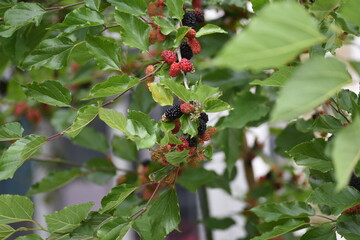 Blackberry.  Rosaceae deciduous harf vine plant.