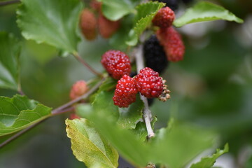 Blackberry.  Rosaceae deciduous harf vine plant.