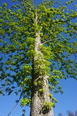 Fototapeta premium tree in the forest
