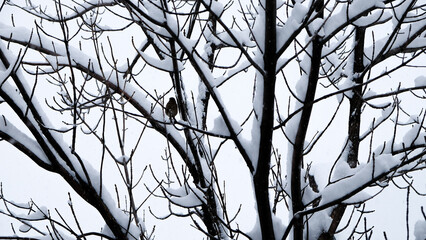 Tree Branches Covered with Thick Snow