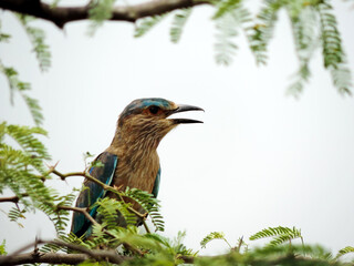 Indian roller on a branch