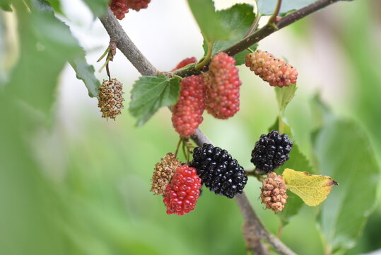 Blackberry.  Rosaceae deciduous harf vine plant.