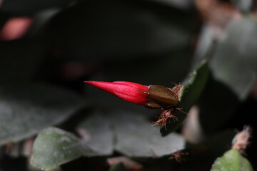 close-up photo of red blooming christmas cactus bud
