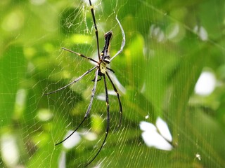 spider on a web in nature