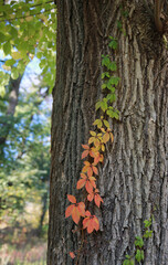 Multicolored wild grapes on a tree trunk, smooth color transition from red to green