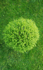 Top view of green round tree and green lawn in summer
