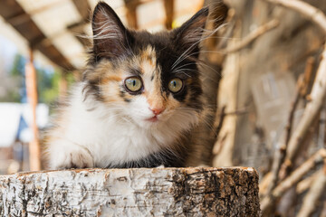 Cute fluffy little black and white and ginger kitten. Adorable tricolor kitten in the garden....