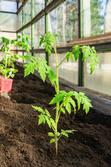 Tomato seedlings planted in a greenhouse in spring. Growing vegetables in the garden. Garden plant