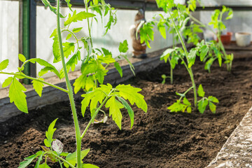 Seedlings of tomatoes, planted in the garden in the spring in a greenhouse. Growing tomatoes in the garden. Grow vegetables yourself