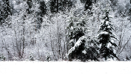 Forest Covered by Thick Snow in Winter 