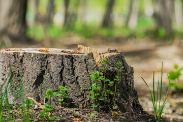 Wildflowers and stump from poplar in the park. Stump from a sawn tree with wildflowers and grass in the forest in summer