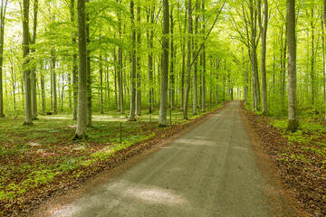 Fototapeta premium Scenic view of a beech wood landscape in spring