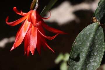 close-up photo of red blooming christmas cactus
