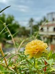 Yellow Portulaca on the bloom.