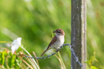 Red backed shrike