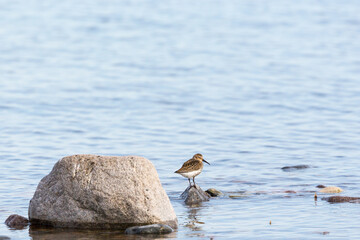 Dunlin bird