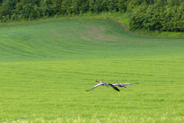 Cranes flying over a grass field