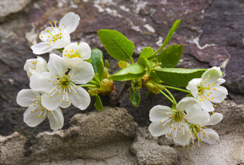 Fototapeta na wymiar Cherry flowers on a stone granite background.