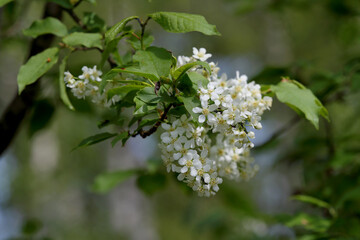 Bird cherry in bloom in spring