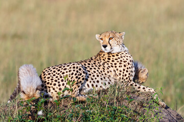 Cheetah mother with playful cubs lying in the grass and watching