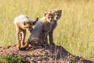 Young Cheetah cubs sit on a thermite mold and look at the camera