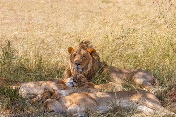 Lion flock resting in the shade on a hot day