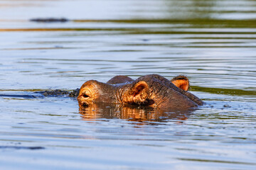 African Hippopotamus in the river