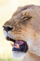 Close up of a female lion with open mouth