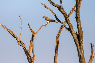 Kestrel in a tree snag in Africa