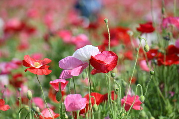 Obraz premium ポピーの花