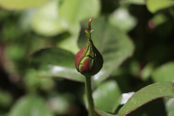 close-up photo of red rose bud
