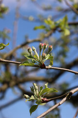 Close-up of pink Apple flowers on branch against blue sky on a sunny day in the orchard. Malus domestica 
