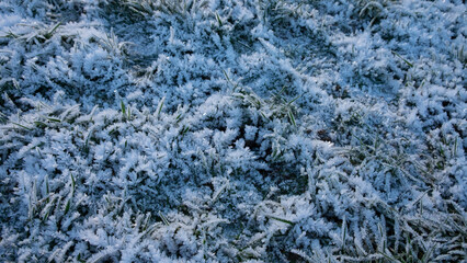 Frost on Grass