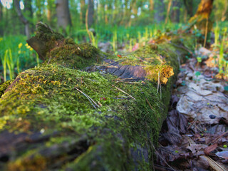 Moss in the focus