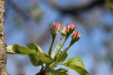 Close-up of pink Apple flowers on branch against blue sky on a sunny day in the orchard. Malus domestica 
