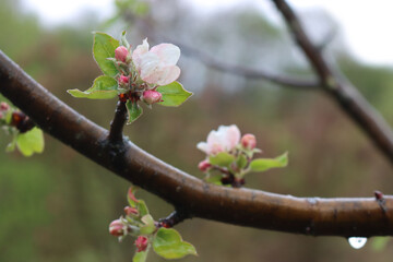 White and pink Apple flowers on branch on a rainy day. Malus domestica