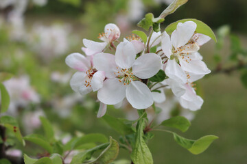 Fototapeta na wymiar Close-up of white Apple flowers on branch on a sunny day in the orchard. Malus domestica 