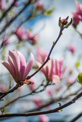 beautiful bloom of pink magnolias in the park in the spring.
Shooting is done with a shallow depth of field.