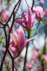 beautiful bloom of pink magnolias in the park in the spring.
Shooting is done with a shallow depth of field.