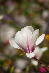 beautiful blooming of white magnolias in the park in the spring.
Shooting is done with a shallow depth of field.