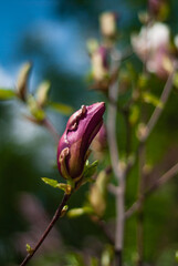 beautiful bloom of lilac magnolias in the park in the spring.
Shooting is done with a shallow depth of field.