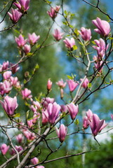 Fototapeta na wymiar beautiful bloom of pink magnolias in the park in the spring. Shooting is done with a shallow depth of field.