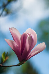 beautiful bloom of pink magnolias in the park in the spring.
Shooting is done with a shallow depth of field.