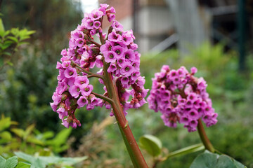 Bergenia crassifolia. Common species names include heartbeat, heartleaf, leather, elephant ears, badan, swine flu, Siberian tea, and Mongolian tea. Species epithet crassifolia means thick-leafed