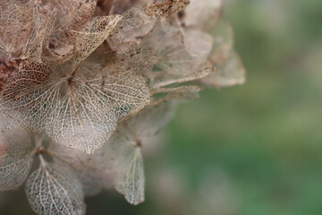 Close-up of dry brown hydrangea flowers on bush on winter season in the garden