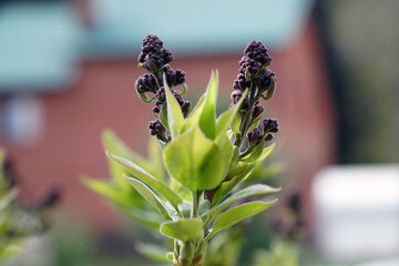 Fototapeta premium Branch of lilac; buds of lilac