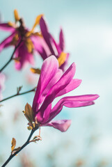 beautiful bloom of lilac magnolias in the park in the spring.
Shooting is done with a shallow depth of field.