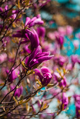 beautiful bloom of lilac magnolias in the park in the spring.
Shooting is done with a shallow depth of field.