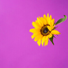 Creative layout made with yellow sunflower on a pink background. Summer concept with copy space.