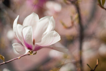 beautiful blooming of white magnolias in the park in the spring.
Shooting is done with a shallow depth of field.